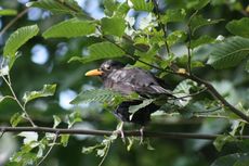 Amsel-11-Tag-4.jpg